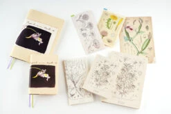 Hobonichi 2024 A6 Planner Cover [Tomitaro Makino: Koshinso] -Stationery Sale Shop extra 07 db3b1ffb 7f6b 4f1a ac88 c7aafdedecb3